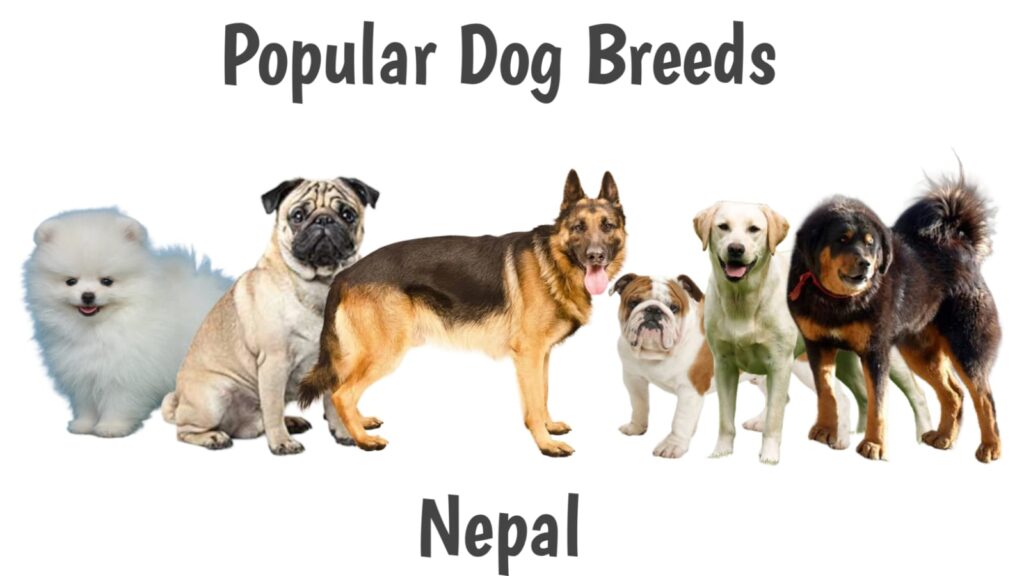 Dog breeds in Nepal