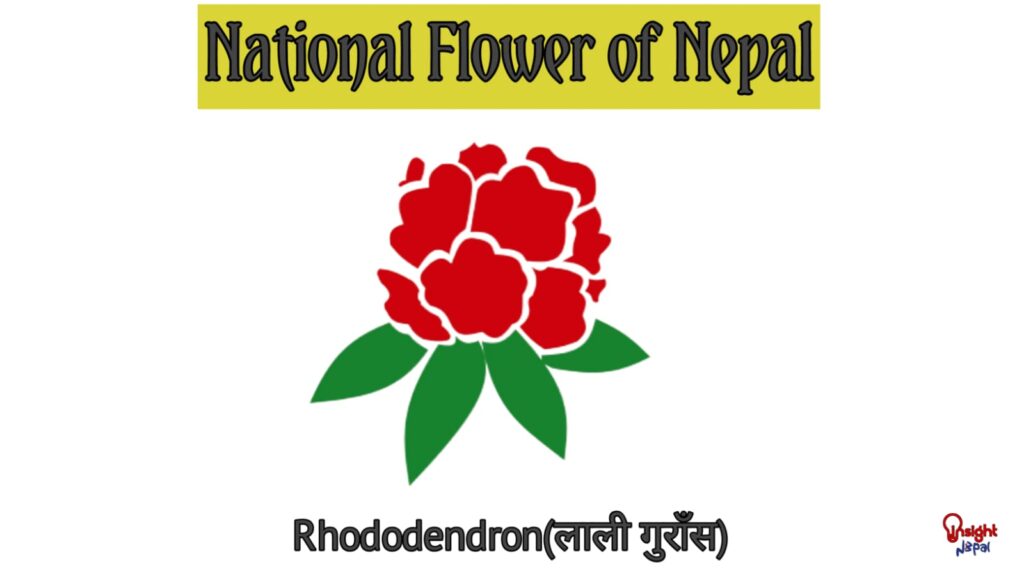 National flower of nepal